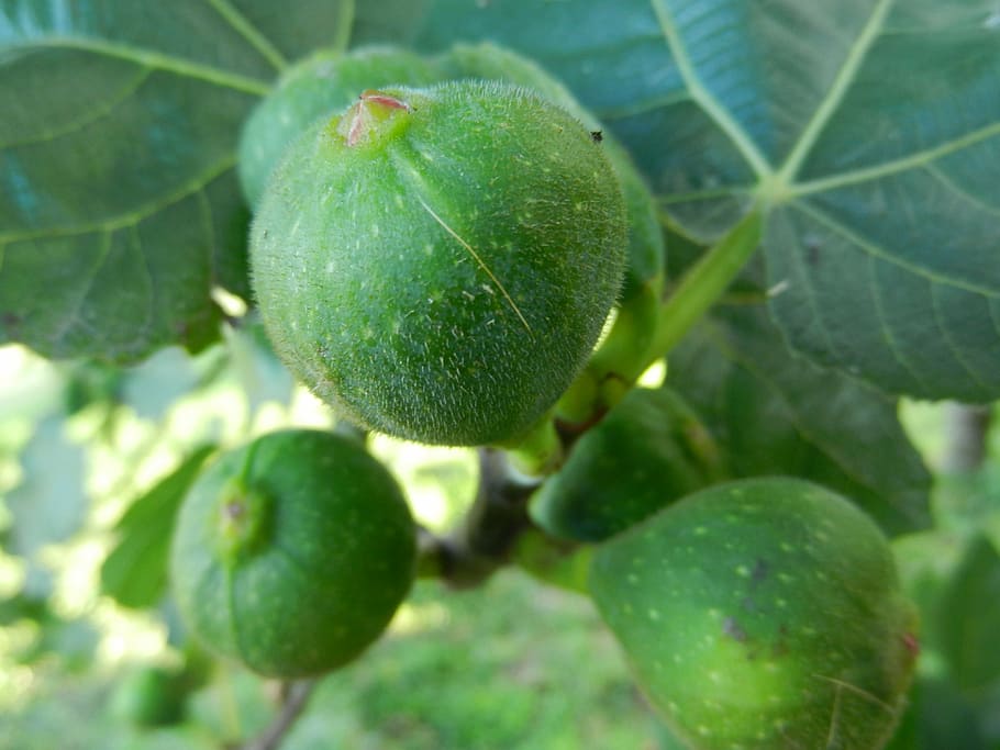 figs, brebas, fig tree, fruit, food and drink, leaf, plant part HD wallpaper