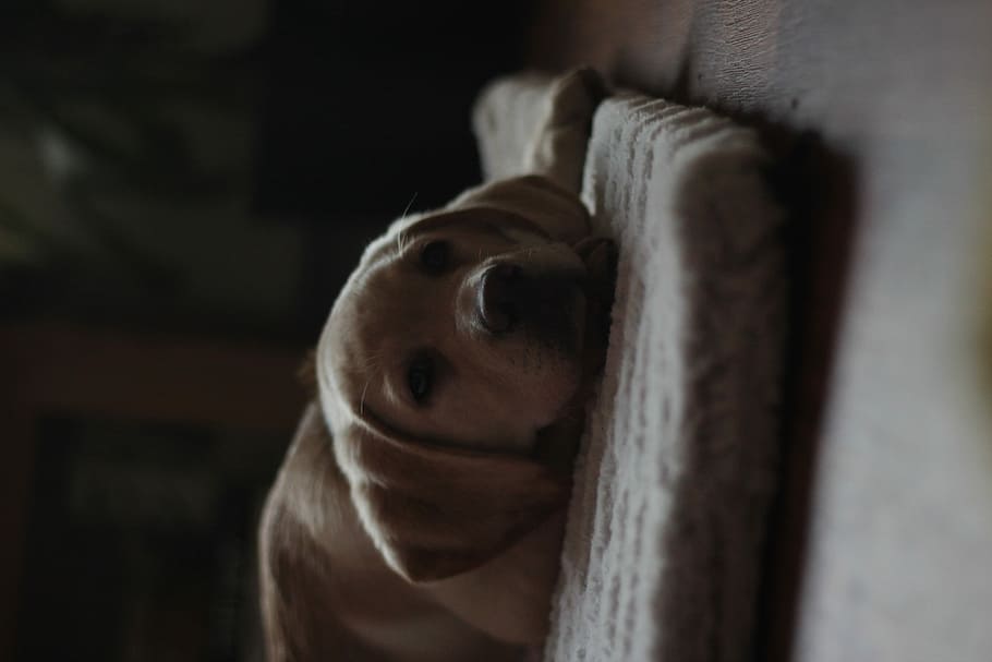 beige dog on rug, yellow Labrador retriever puppy lying on the brown sleepin bed, HD wallpaper