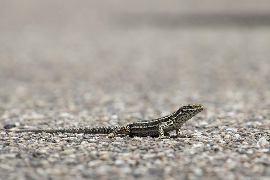 wall lizard, eifel, wild, nature, dom, eiechse, substantiate HD wallpaper