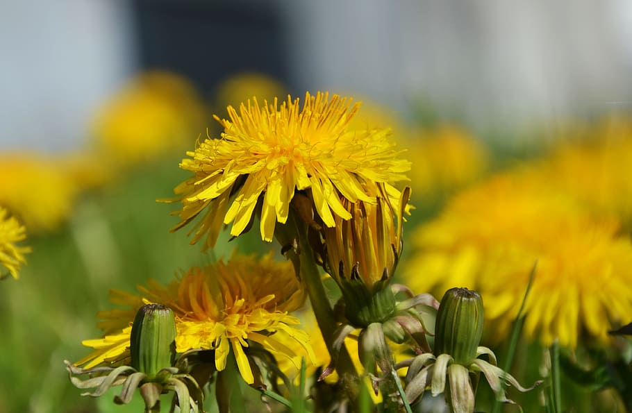 Dandelion, Meadow, Yellow, Spring, Plant, pointed flower, bloom HD wallpaper