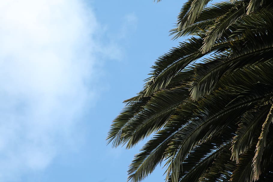 palm, tree, sky, blue, green, tropical climate, palm tree, plant HD wallpaper