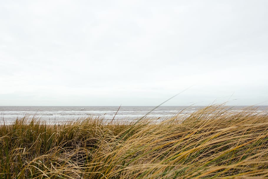 brown grass in front ocean at daytime, green grass near body of water HD wallpaper
