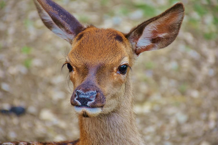 close up photo of a brown deer, roe deer, kitz, wild, forest HD wallpaper