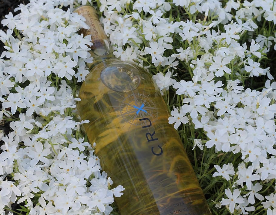 flowers, wine, bottle, flowering plant, fragility, vulnerability HD wallpaper