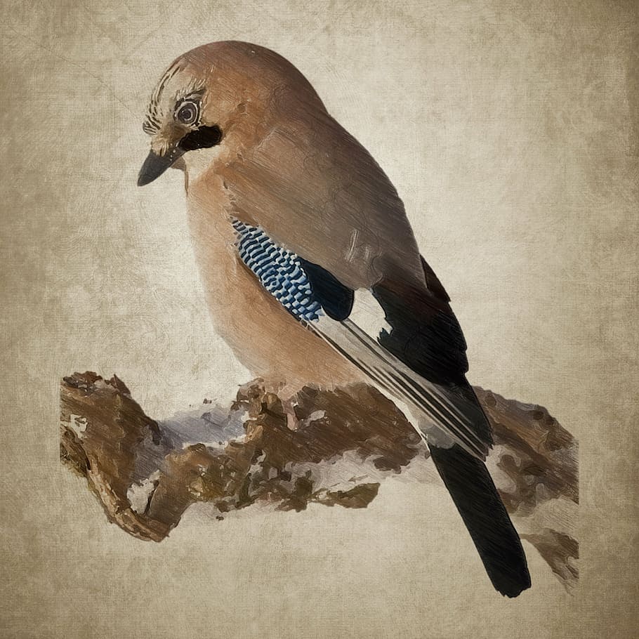 bird, jay, plumage, drawing, vintage, one animal, animal wildlife HD wallpaper