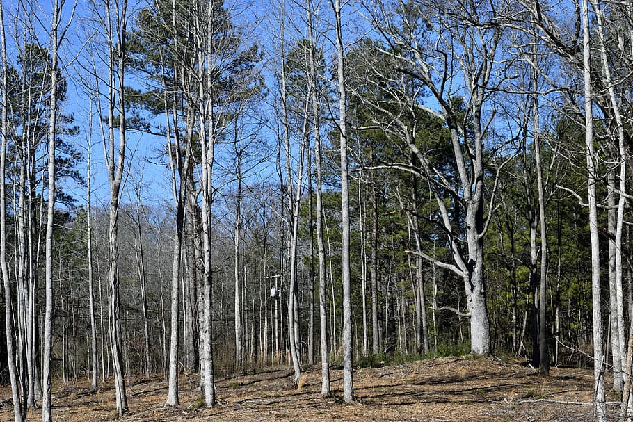 Forest, Baron, Trees, Outdoors, Winter, baron trees, landscape HD wallpaper