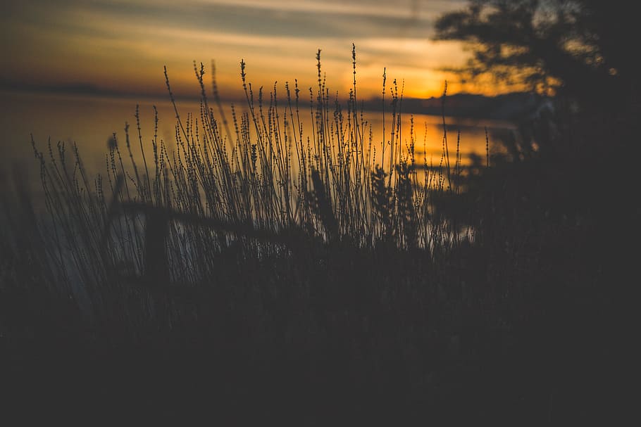 Silhouette of Grass Near Water, nature, sunset, dusk, outdoors
