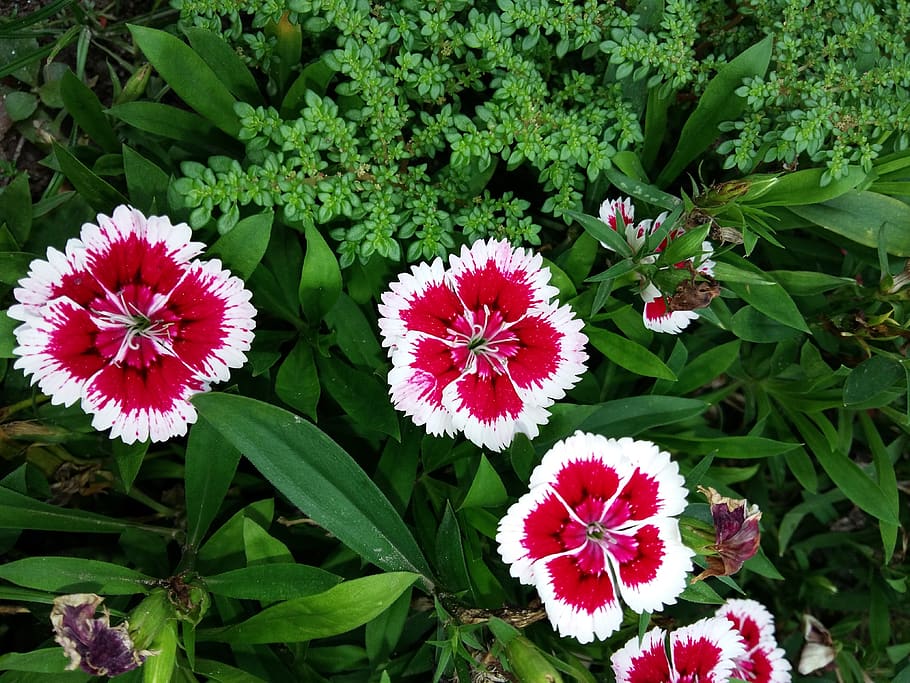 flower, steady, nature, flowering plant, freshness, vulnerability HD wallpaper