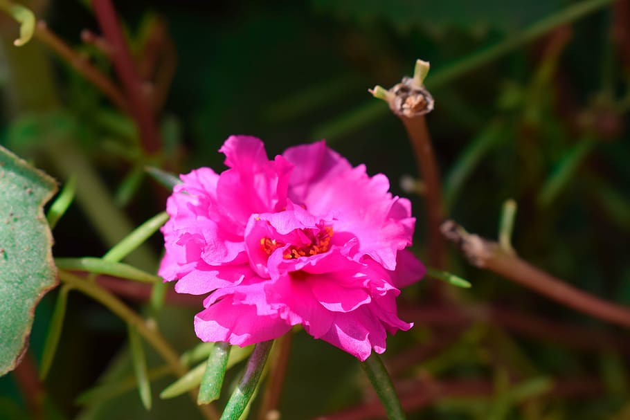 Pink Green Plant