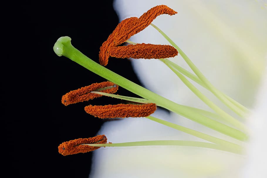 shallow focus photography of plant, amarylis, flower, close HD wallpaper