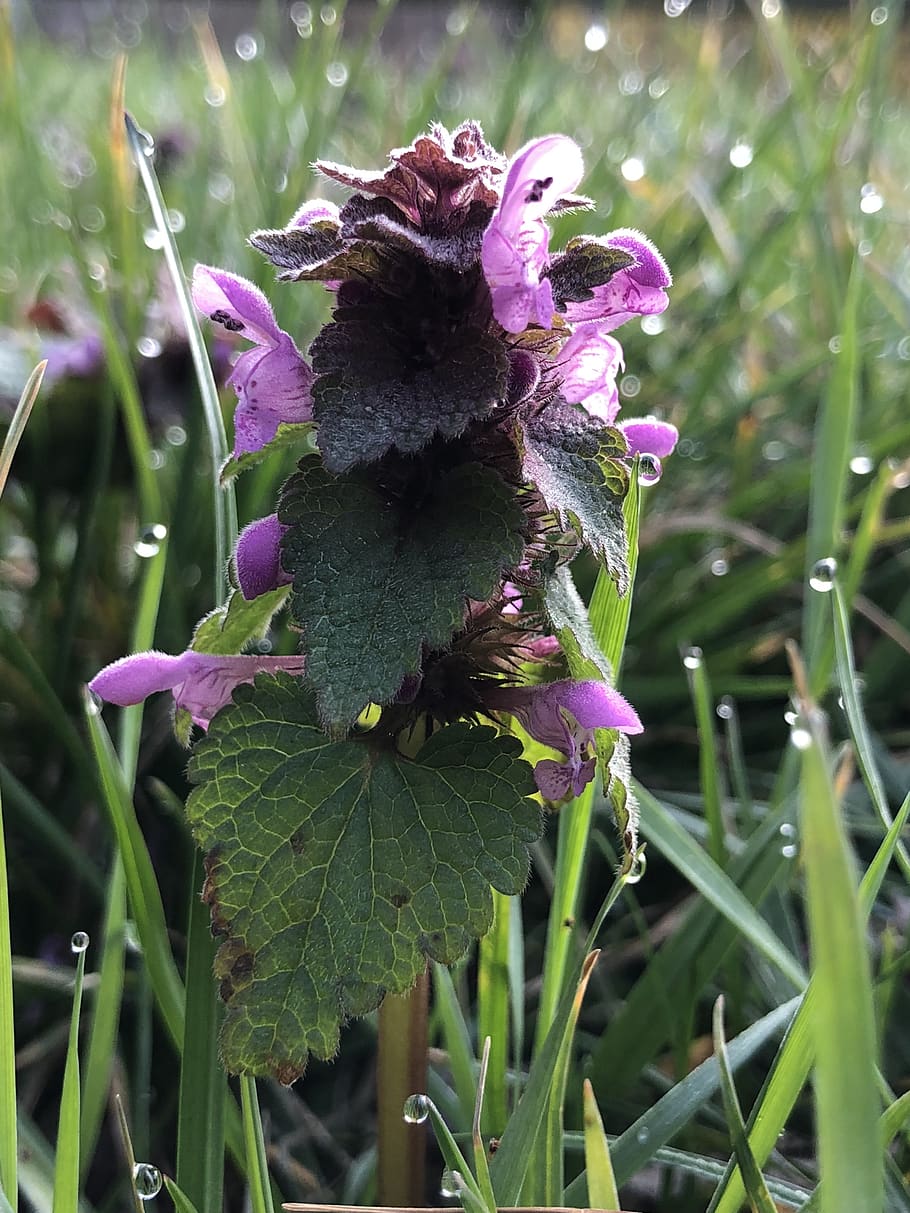 dead nettle, raindrop, grass, nature, plant, growth, beauty in nature HD wallpaper