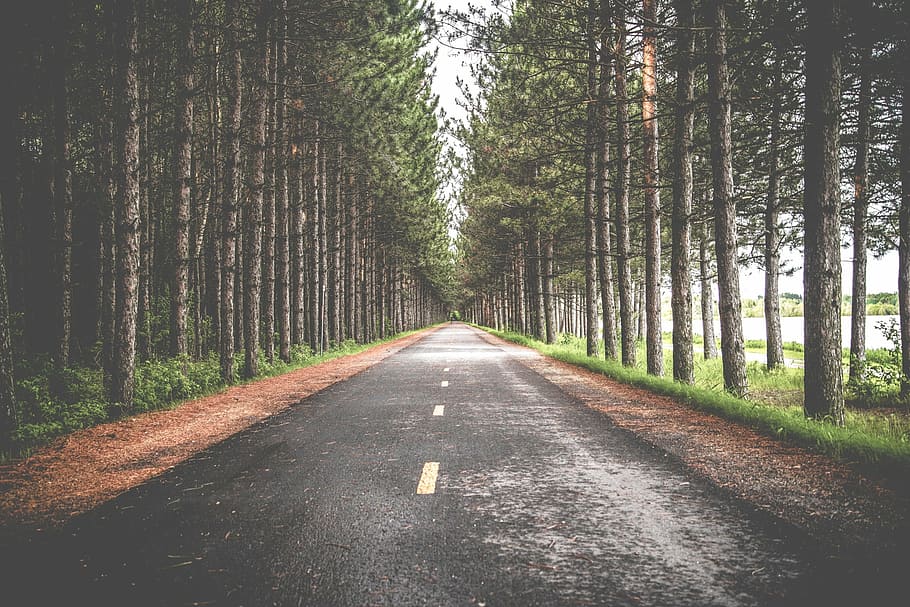 black asphalt road between green trees, roadway, journey, scenic HD wallpaper