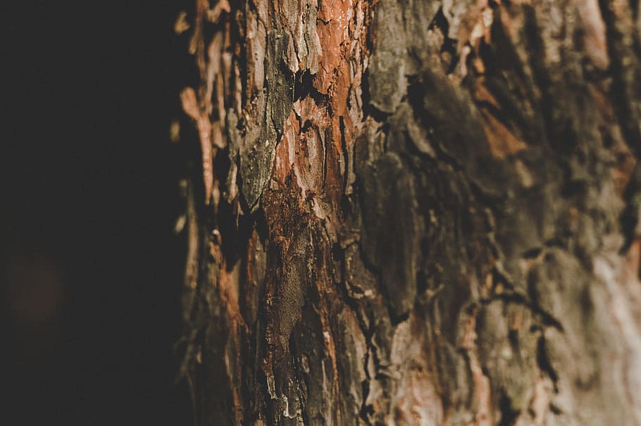 Tree Trunk, bark, close-up, environment, rough, surface, texture HD wallpaper