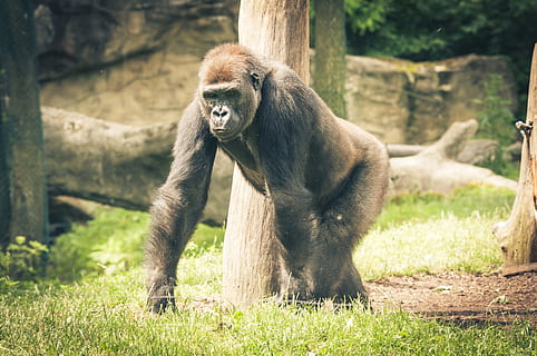 Silverback, Gorilla, Ape, Monkey, imposing, black, powerful HD wallpaper