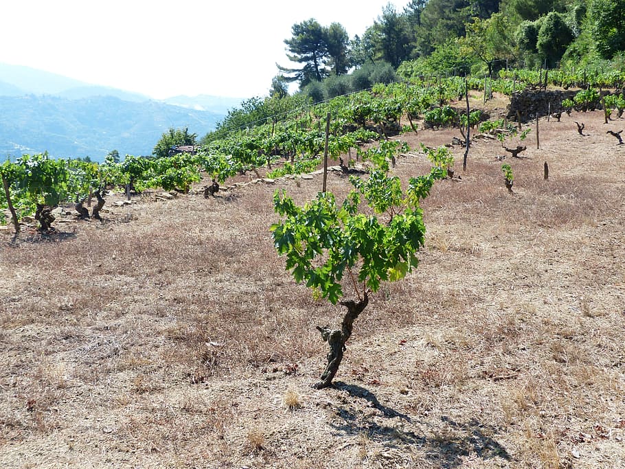 Wine, Winegrowing, Grapevine, plant, dry, agriculture, landscape HD wallpaper