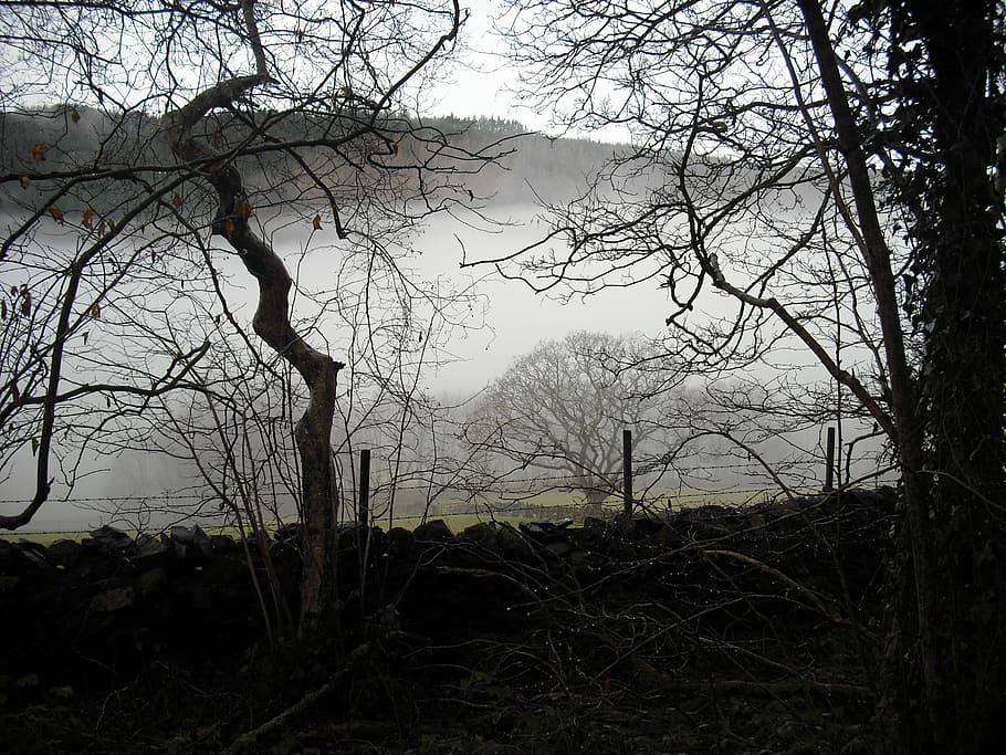 Mist, Trees, Winter, Forest, Landscape, nature, foggy, outdoor HD wallpaper