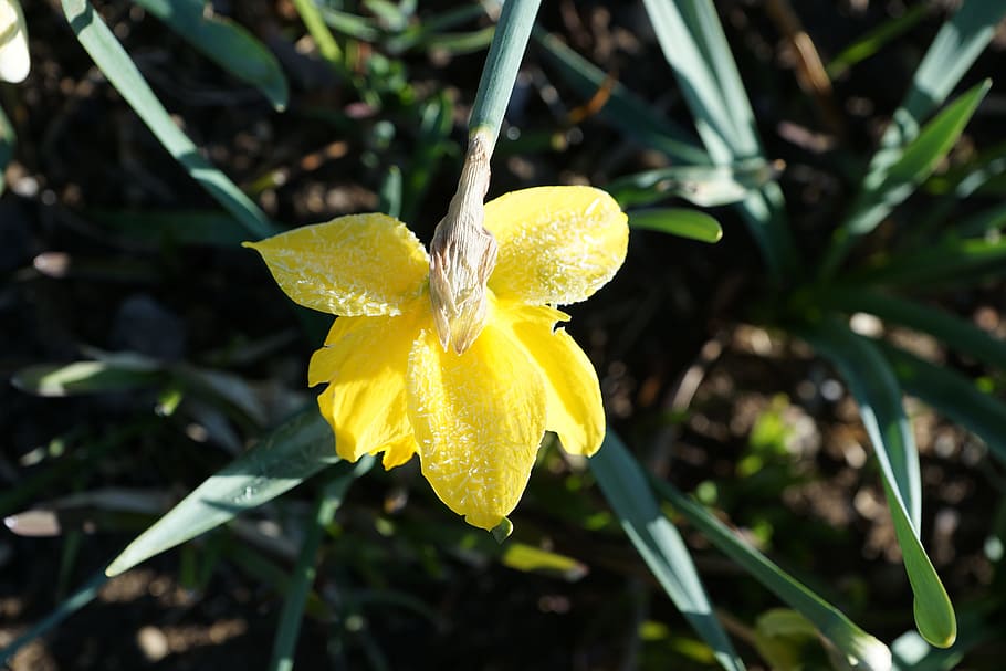 Daffodils, Flower, Yellow, Macro, Nature, green, spring, ice HD wallpaper