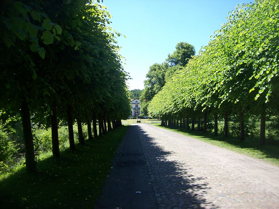 avenue, walk, away, plant, tree, the way forward, direction HD wallpaper