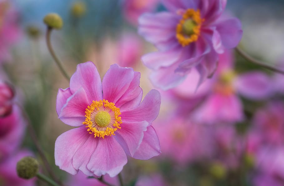 selective photo of pink flowers, selective focus photography of pink poppies HD wallpaper