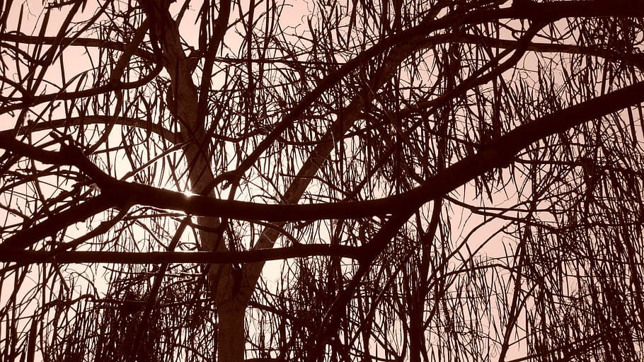 trees, sepia, branches, leaves, woods, trunk, wodden, woody