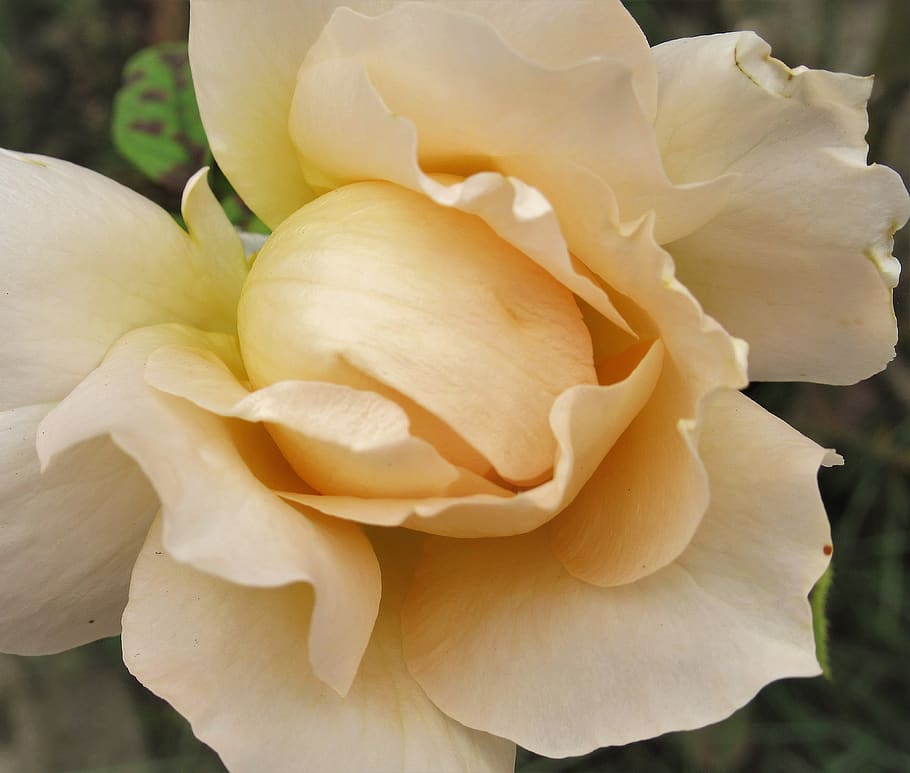 flower, rose, autumn, beauty in nature, flowering plant, close-up HD wallpaper