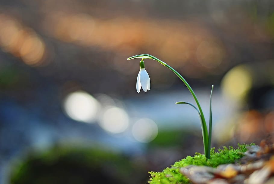 focus photography of white snowflake flower, snowdrop, spring HD wallpaper
