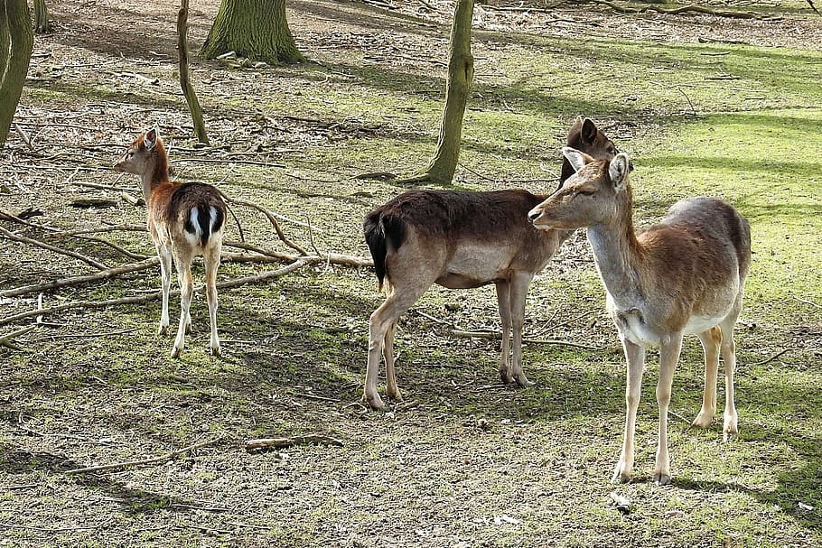 deer, fallow deer, forest, wild, nature, roe deer, scheu, group of animals HD wallpaper