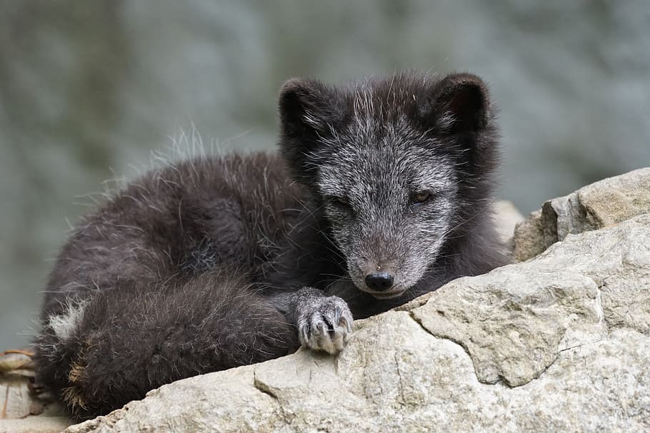 long-coated black animal sitting on gray concrete surface, arctic fox HD wallpaper