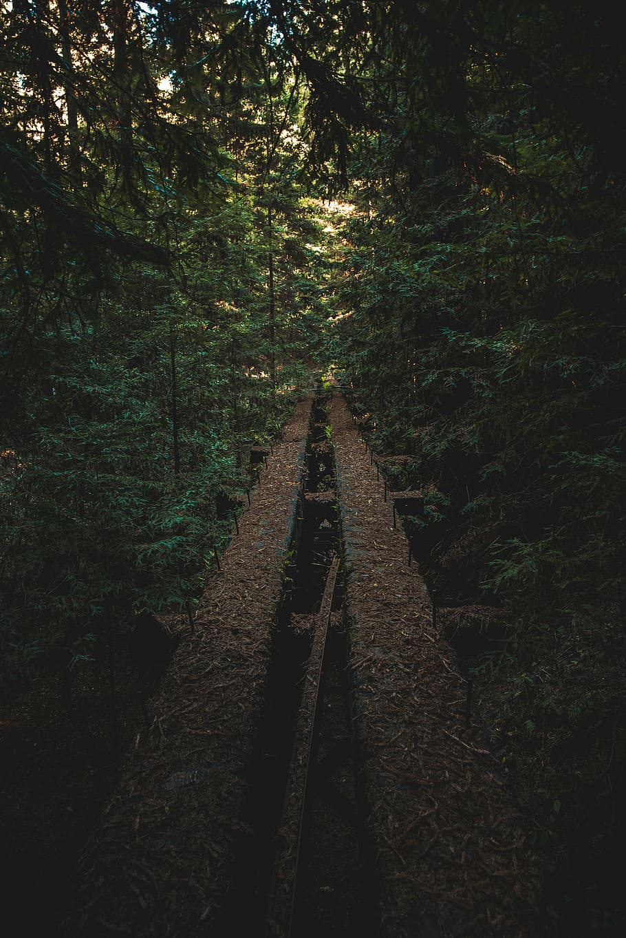 forest pathway, train railway surround by trees, woodland, track HD wallpaper