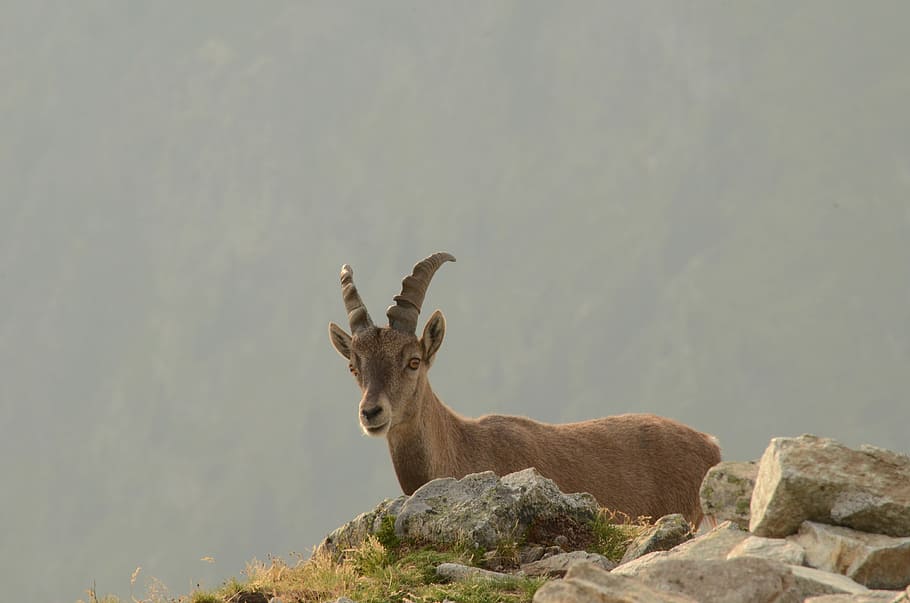 Chamois, Mountain, brevent, animals in the wild, one animal HD wallpaper