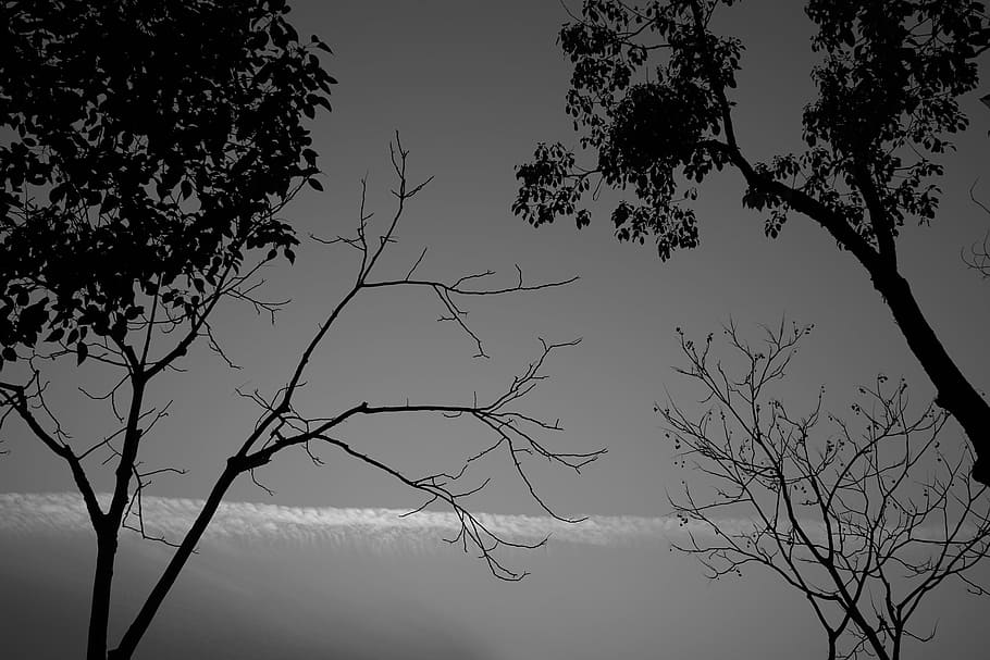 tree, monochrome, landscape, dark, plant, sky, branch, silhouette HD wallpaper