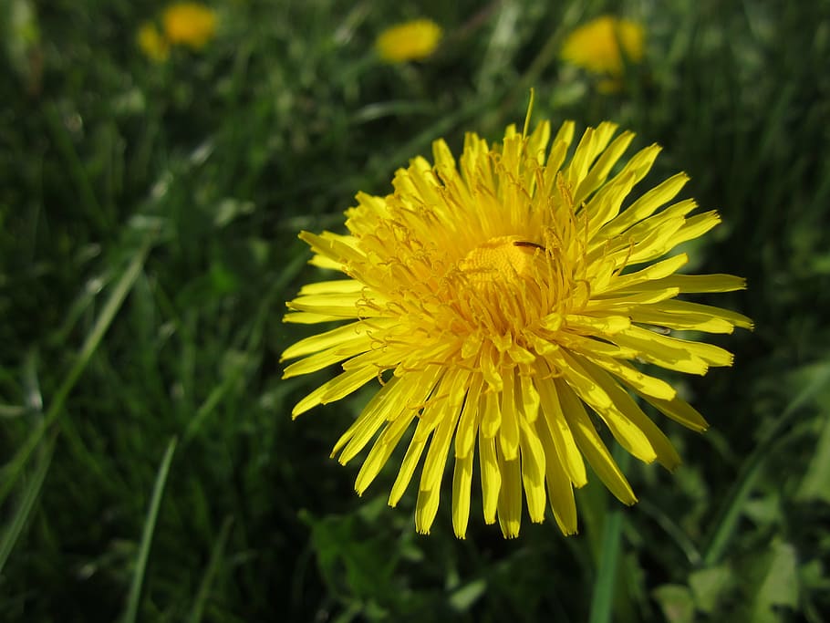 dandelion, spring, flower, plant, yellow, flowering plant, freshness HD wallpaper
