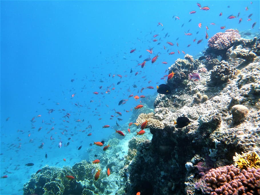 fish, sea, blue, cay, animal, animal themes, underwater, sea life HD wallpaper