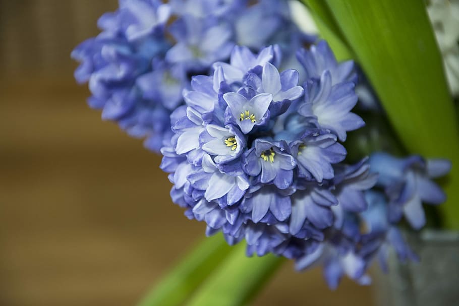 Hyacinth, Spring, Flower, Blossom, Bloom, plant, spring greetings HD wallpaper