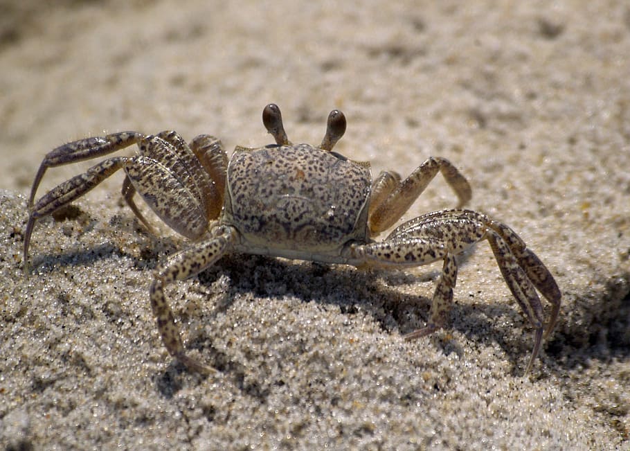 Beach, Ghost Crab, White, Sea, island, crustacean, nature, shell HD wallpaper