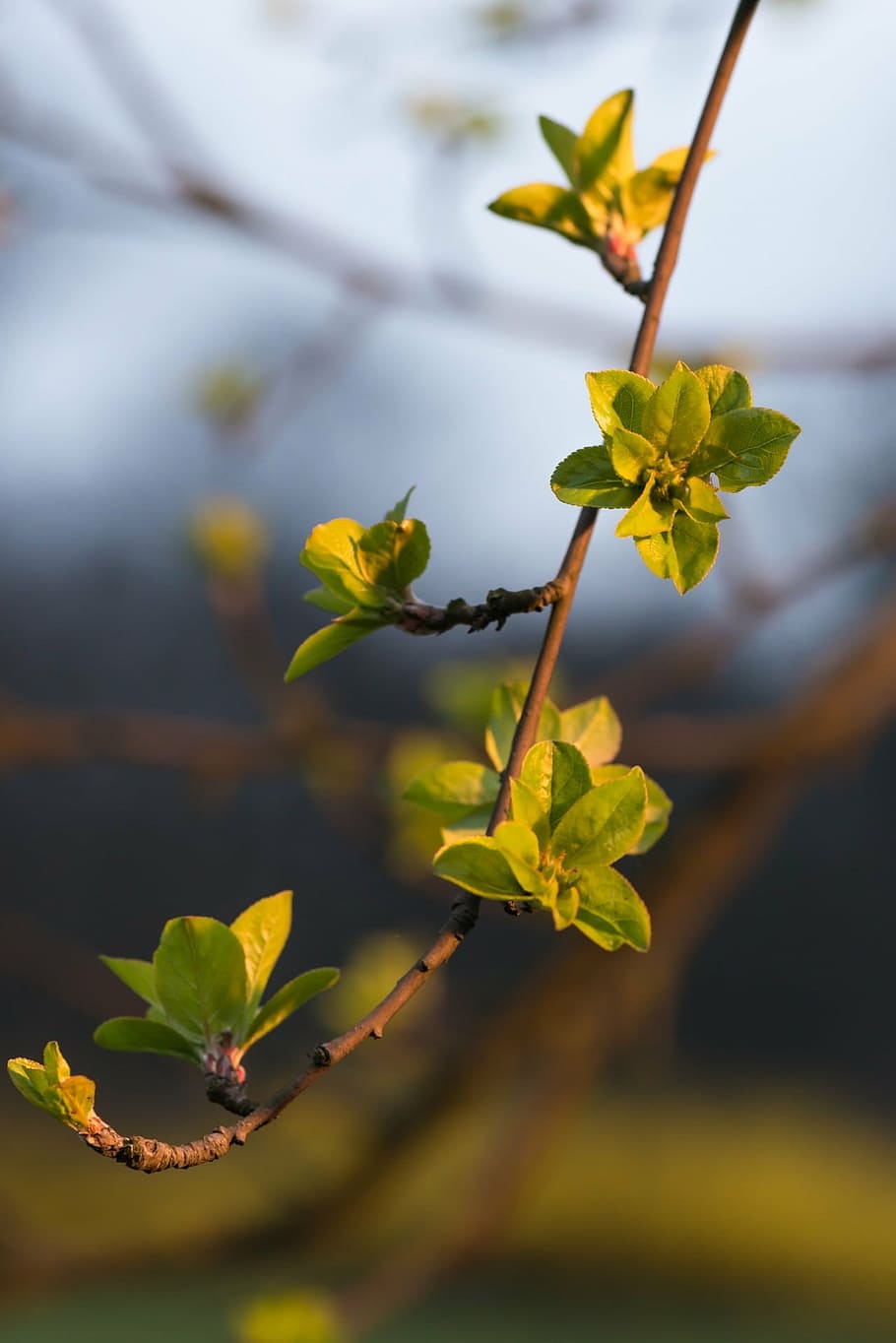 spring, flowers, leaves, sun, nature, life, light, bokeh, background HD wallpaper