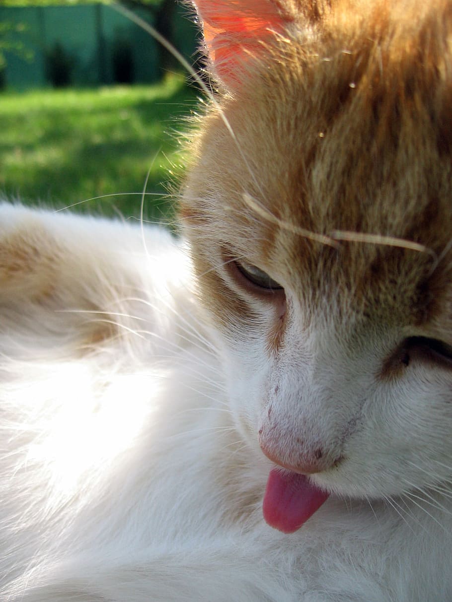 cat, tomcat, lick, wash, mammal, one animal, animal themes HD wallpaper