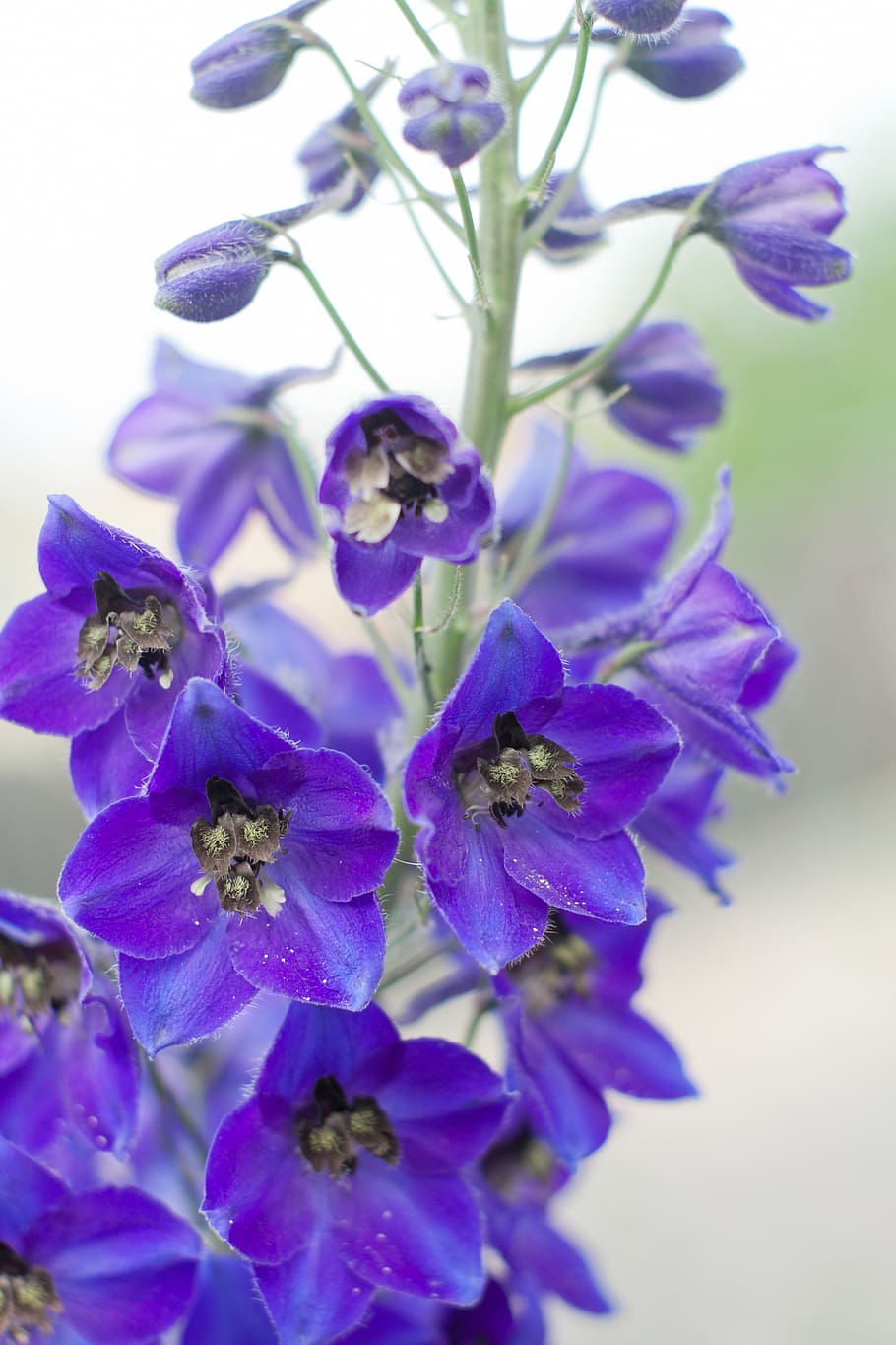 delphinium elatum, alpine delphinium, candle larkspur, violet