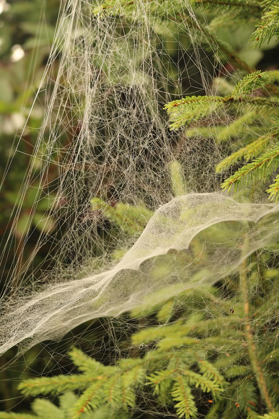 cobweb, iglak, christmas tree, pine, spruce, macro, needles HD wallpaper