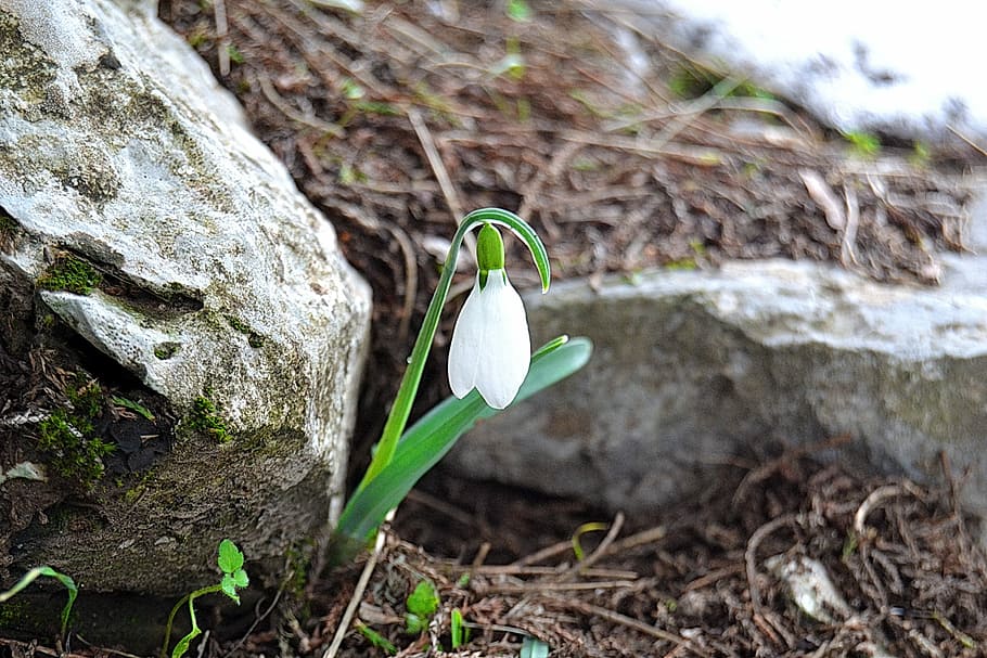 Snowdrop, Flower, flowers, growth, nature, plant, fragility HD wallpaper