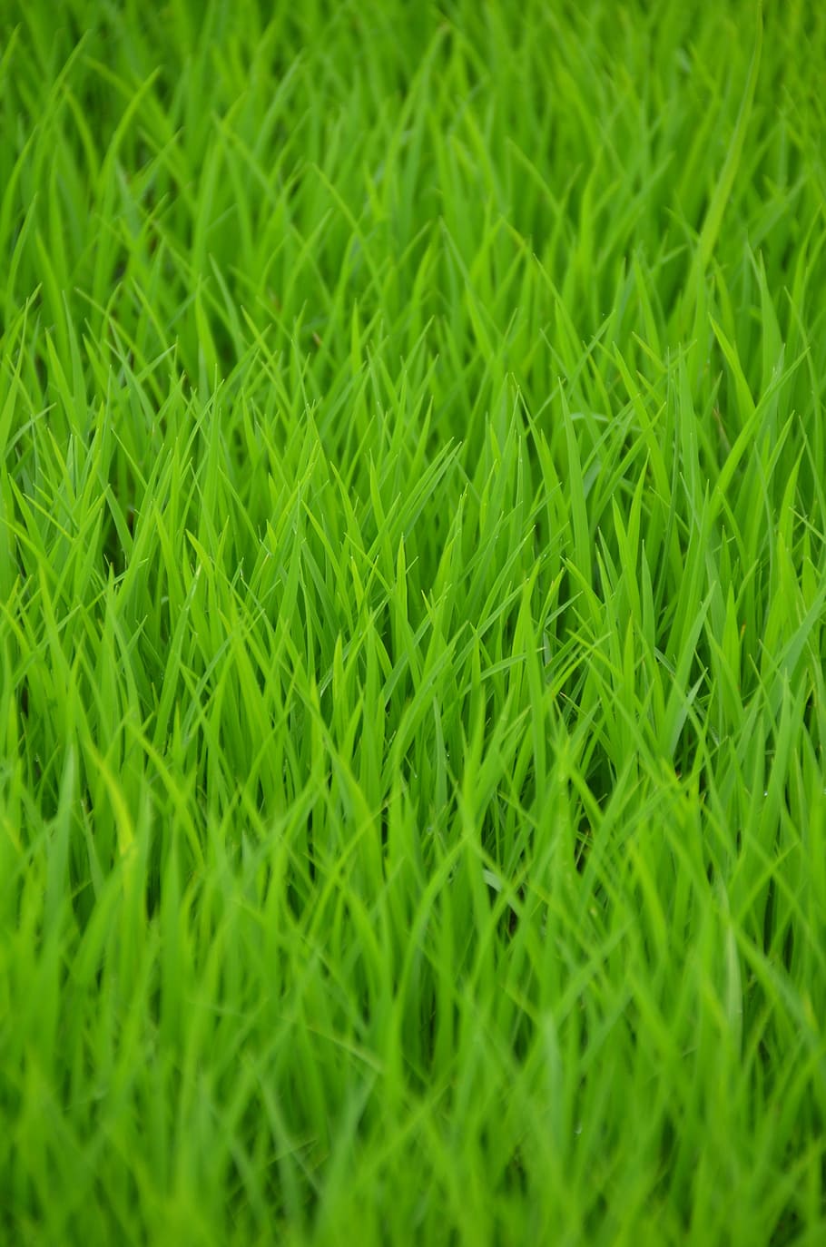 green, rice, rice field, shoots, transplanting rice, rural, HD wallpaper