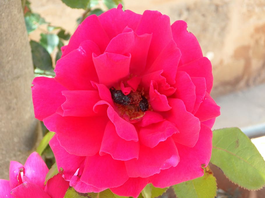 rose, blossom, bloom, flower, gaudy, pink, flowering plant HD wallpaper