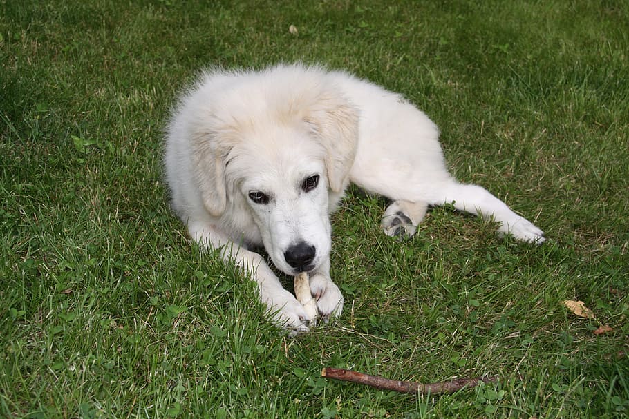 Dog, White, Berger, Play, grass, one animal, pets, domestic animals HD wallpaper