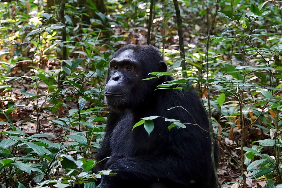 primate, monkey, wood, ape, wildlife, chimpanzee, kibale national park HD wallpaper
