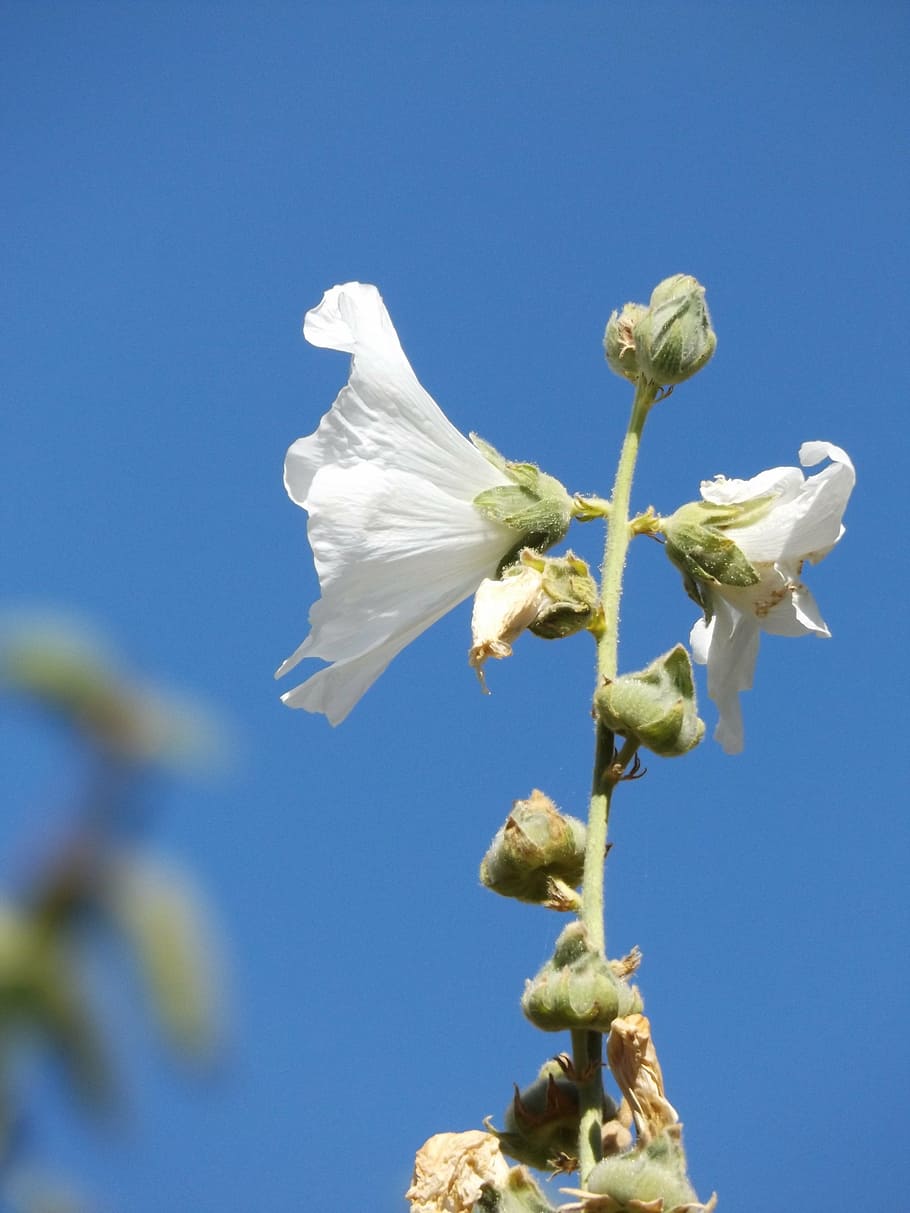 flower, white, blue, sky, summer, flowering plant, vulnerability HD wallpaper