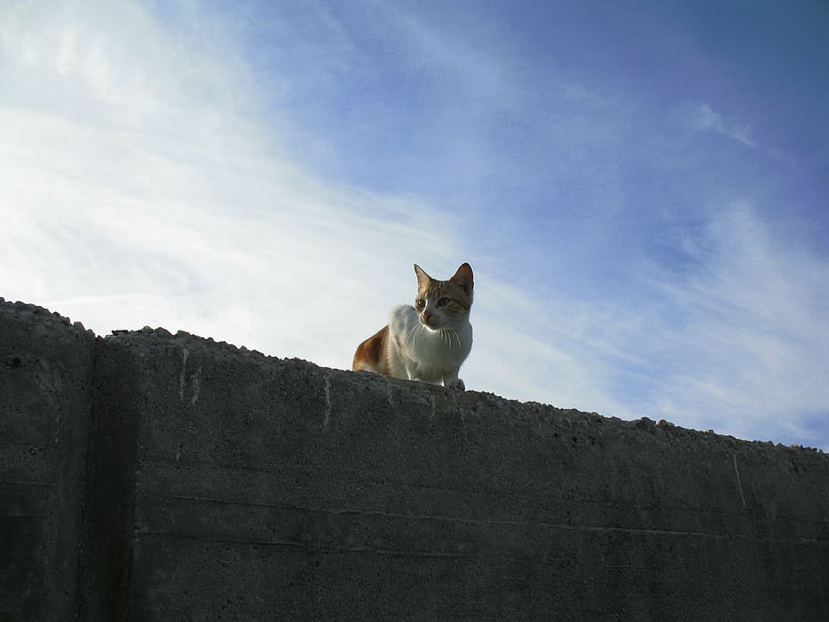 cat, wall, sky, mammal, pets, animal themes, domestic, domestic animals HD wallpaper