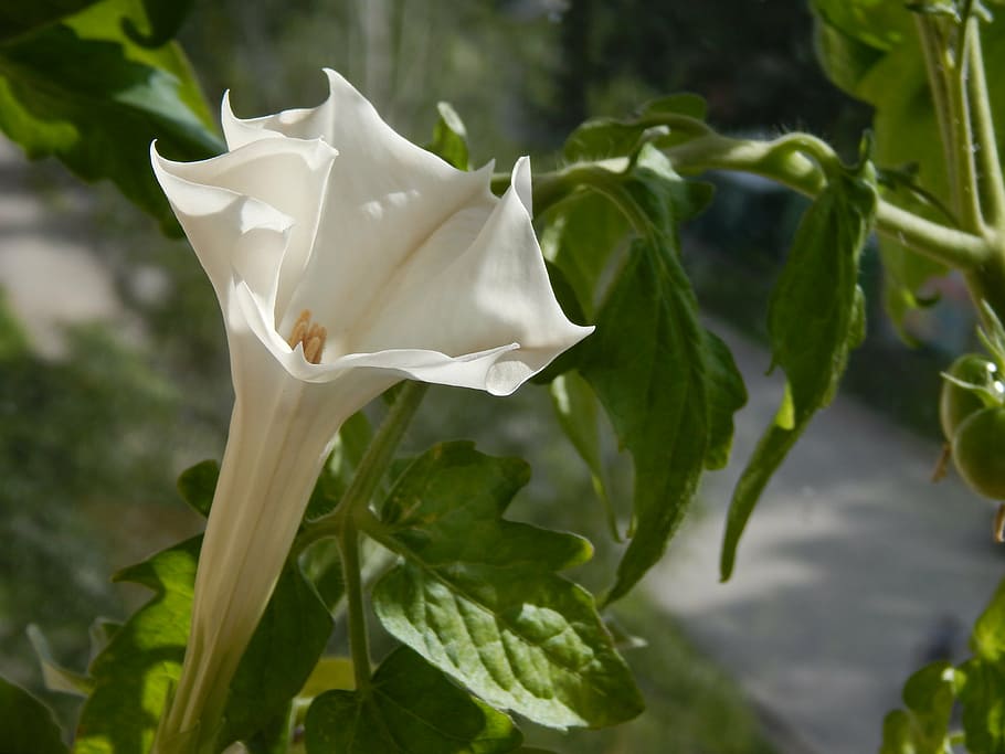 Premium Photo | Datura flower Realistic neon color AI Generated image