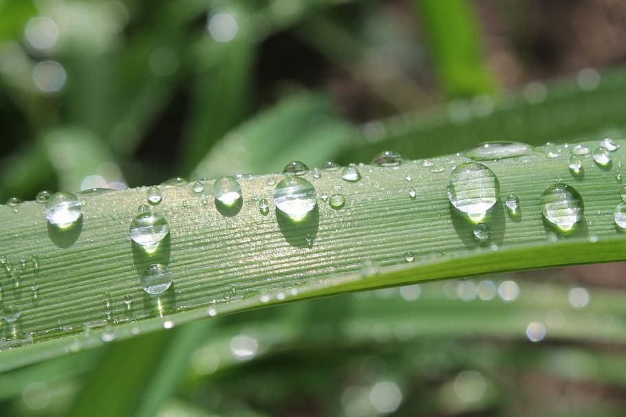 macro photography of water droplets on green leaf, closeup photo of dewdrops on green leafed plant HD wallpaper
