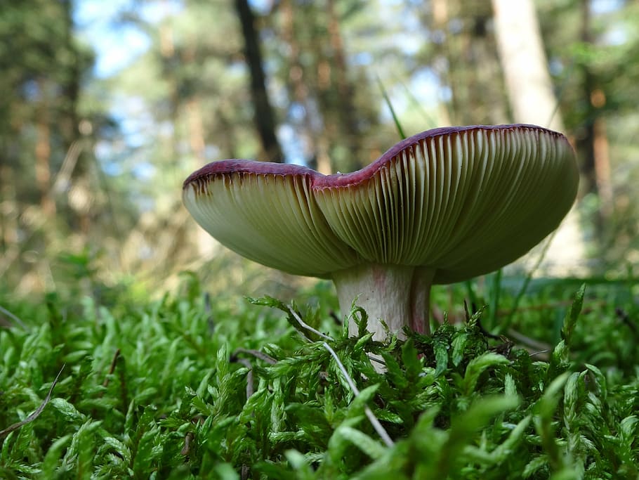 mushroom, nature, forest, red, vegetation, plant, fungus, vegetable HD wallpaper