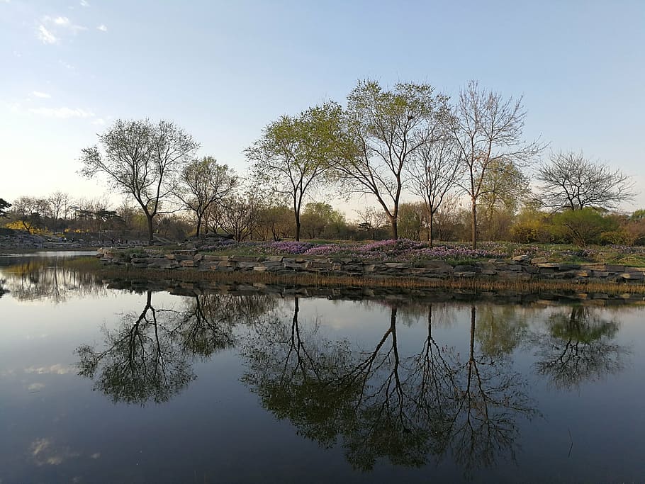spring, lake, reflection, tree, nature, water, plant, sky, no people HD wallpaper